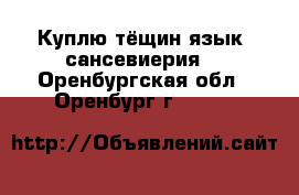 Куплю тёщин язык (сансевиерия) - Оренбургская обл., Оренбург г.  »    